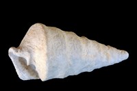 Pchelincevia renauxiana